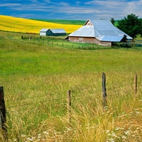 Mustard flowers