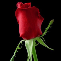 Lovely rose