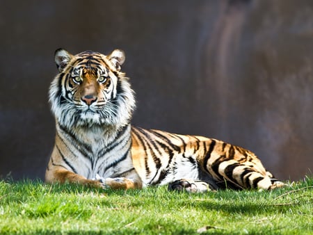 MR MAJESTIC HE WILL STARE AT YOU - gorgeous, tiger, beautiful, sly