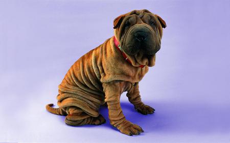 MY NAME IS WRINKLES - sharpie, cute, adorable, wrinkled