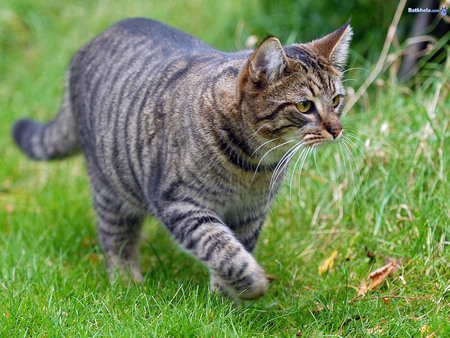 WATCH OUT - on, cute, adorable, walk, the, cat