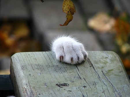 hanging on by a paw - bench, cat paw, leaf, gray