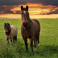 horses and poney