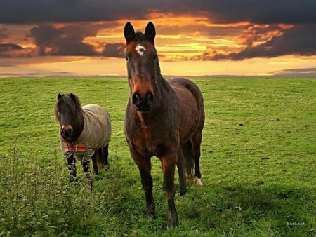 horses and poney - grass, sunset, poney, horses