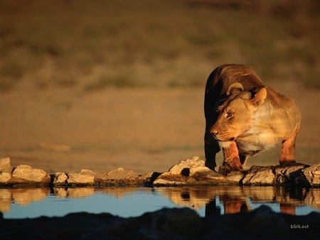 lion at watering hole - drit, water, lion, grass