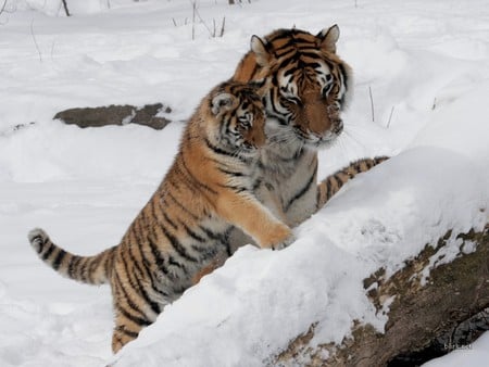 mom sharing scraching post - tree, cub, mom, snow