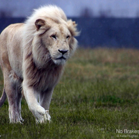 rare white lion hunting