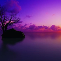 Purple Sunrise