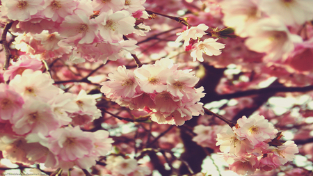 Pink Blossom - branches, pink, blossom, tree, flowers