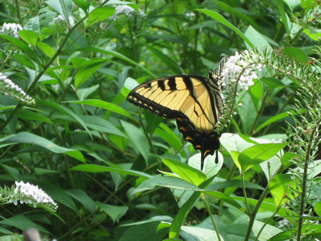 Butterfly #3 - flowers, butterfly, animals, nature