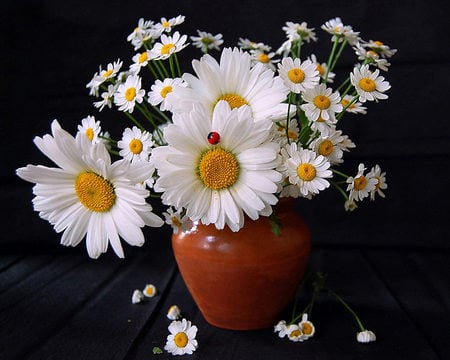 daisy - daisy, vase, white, bouquet