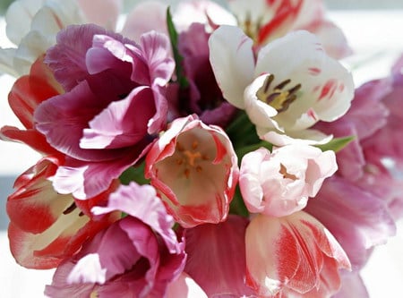 splendid - colorful, tulips, splendid, bouquet