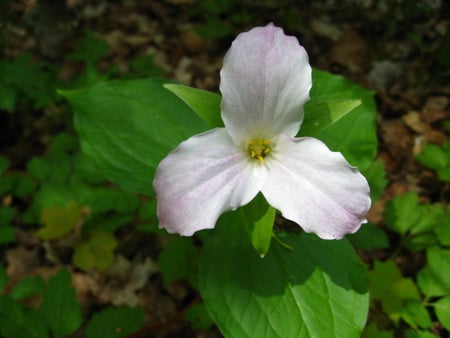 Ontario Trillium - trillium, leaves, flower, nature