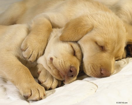 Shhh! be bewy bewy quiet - cute, puppies, hug, snoozing