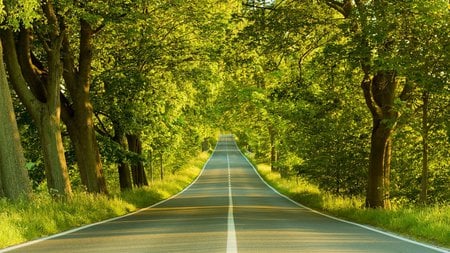 The avenue - road, landscape, avenue, tree