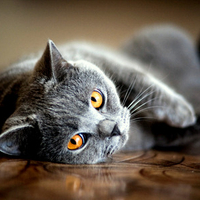 Golden Gaze