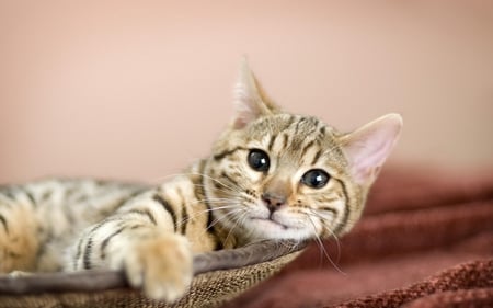 Lovely - gato, cat face, eyes, felino, animal, kitten, natureza, an, cats, face, lazzy, resting, beautiful, lazy, beauty, lovely, sweet, curious, cat, basket, fauna, sleep, feline, cute, watching, adorable, animals, kitty