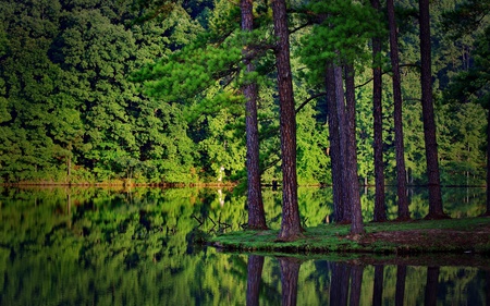 Green Forest - drzewa, panorama, colorful, reflections, amazing, reflection, araucaries, reflected, sunrays, paysage, grass, trunks, laguna, branches, lake, wallpaper, nature, beautiful, mirror, leaves, pines, nice, trees, photography, black, green, desktop, forests, paisage, jungle, splendor, scenery, awesome, gray, natural, eucalyptes, creek, wood, lagoons, lakes, view, cool, river, natura, roots, landscape, multi-coloured, scenario, maroon, forest, photoshop, araucarias, peaceful, water, leaf, las, brown, multicolor, orange, tree, rivers, scene, fullscreen, paisagem, background, waterscape, plants, colours, rzeka, grove, colors, photo