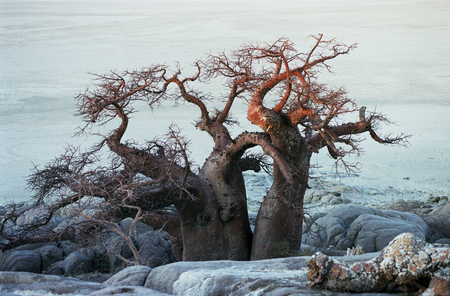 Botswana - trees, nature, desert, africa, landscape, botswana, rocks, kalahari