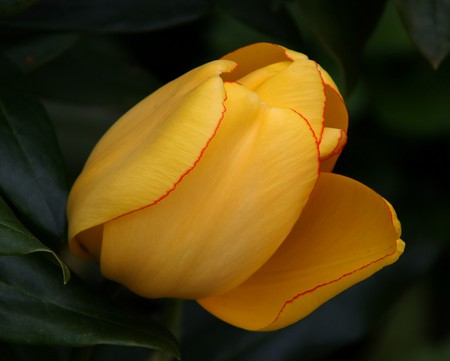 Yellow Tulip - flower, yellow tulip, beautiful, yellow, amazing, holland, tulip, photography, stunning, wonderful