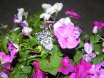 giant leopard moth