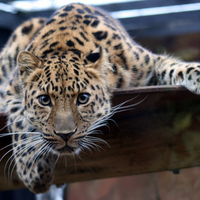 leopard