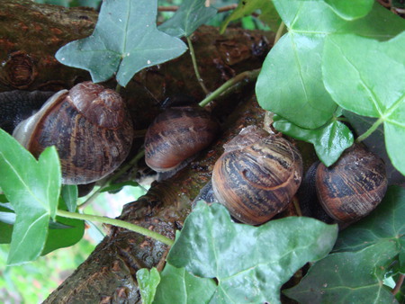 Sleeping Snails - ivy, garden, tree, snails