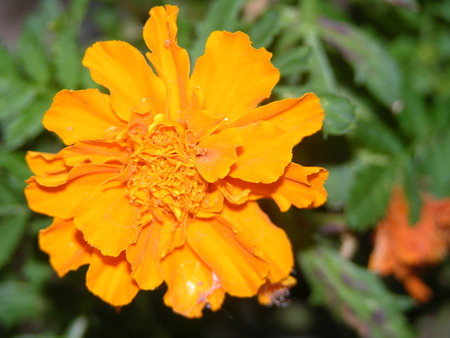 bloom - summer, orange, flower, nature