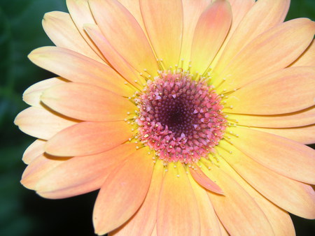 gerber daisy - daisy, spring, flower, nature