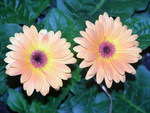 double daisy