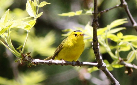 Sitting Pretty - songbird, warbler, pretty, yellow