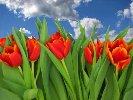 Red tulipis on blue sky - tulip, red, flower, cloudes