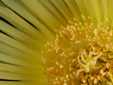 Golden explosion - flower, yellow, petals, golden