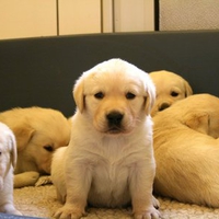 Labrador retriever pups