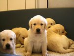 Labrador retriever pups