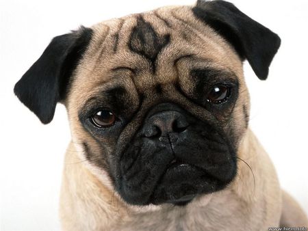 Pug mug - pug, pet, animal, cute, dog