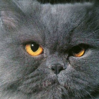 Cute cat