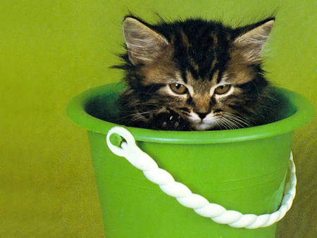 Cute kitten in bucket - cat, pet, bucket, kitten