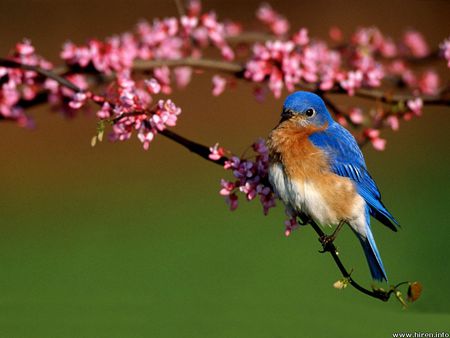 Bluebird - flower, animal, nature, bird