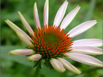 Pretty white daisy