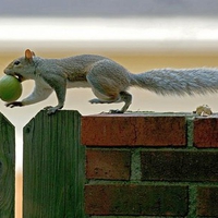 Balance By Squirrel