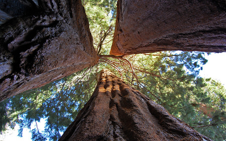 Split Sequoia a Giant Split in 3 - nature, tree, forest, sequoia