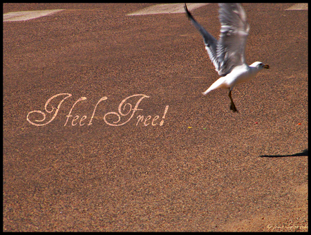 freedom - free, bird, nature, seagull, freedom