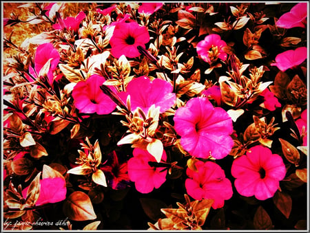 brown leaves - flowers, nature, brown, pink, leaves