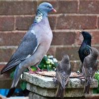 Pigeon w Friends