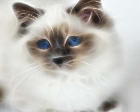 loena - fractal, loena, cat, blue, eyes, animal