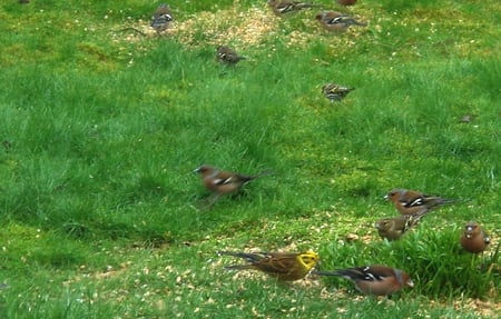 A Yellowhammer and some Chaffinches - yellowhammer, chaffinches, feeding, garden, wild birds