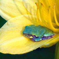 Frog In Flower