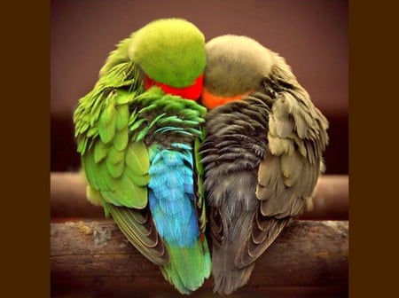 Shy Birds - beautiful, shy, birds, picture