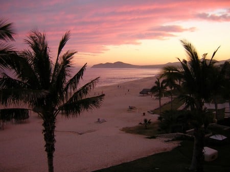 Palm tree on the Beach - nature, beach, tree, palm